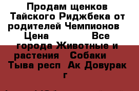 Продам щенков Тайского Риджбека от родителей Чемпионов › Цена ­ 30 000 - Все города Животные и растения » Собаки   . Тыва респ.,Ак-Довурак г.